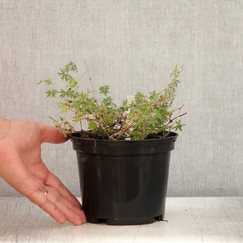Geranium sanguineum Ankums Pride 2L/3L pot sample as delivered in summer