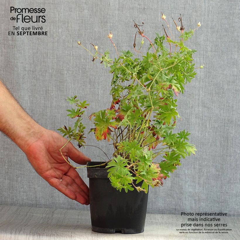 Geranium sanguineum - Bloody Crane's-bill 2L/3L pot sample as delivered in summer