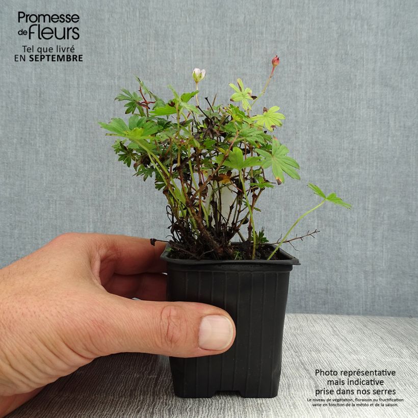 Geranium sanguineum Max Frei 8/9 cm pot sample as delivered in summer