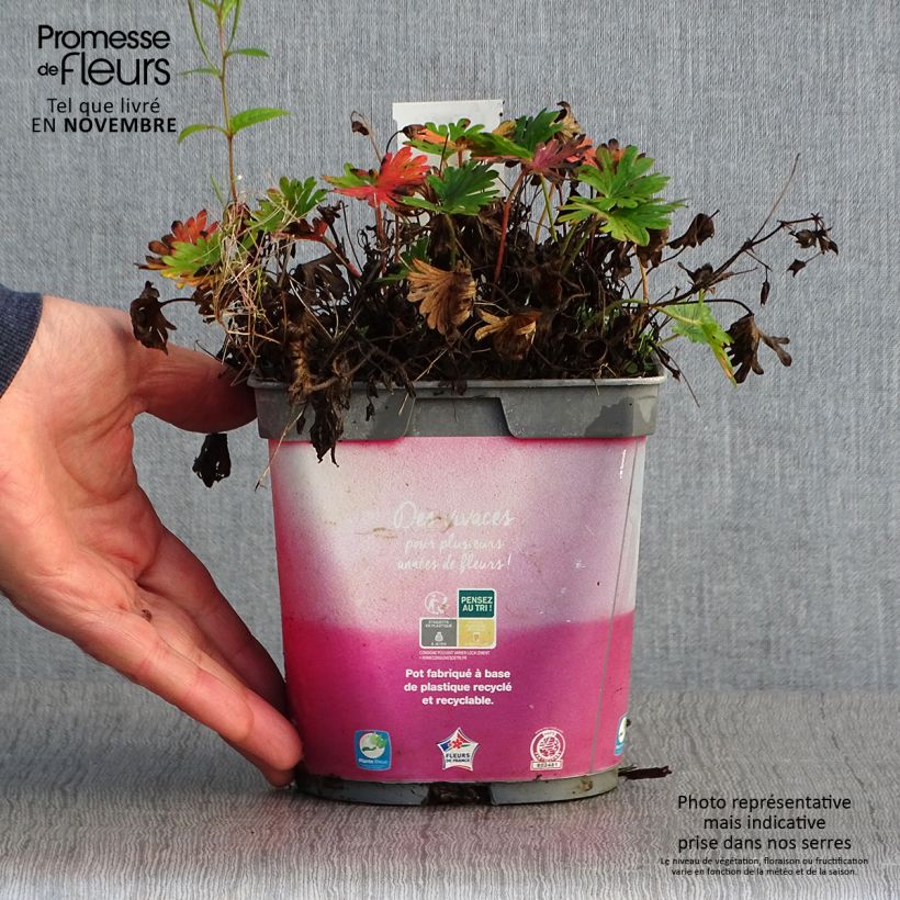 Geranium sanguineum Pink Pouffe 2L/3L pot sample as delivered in autumn