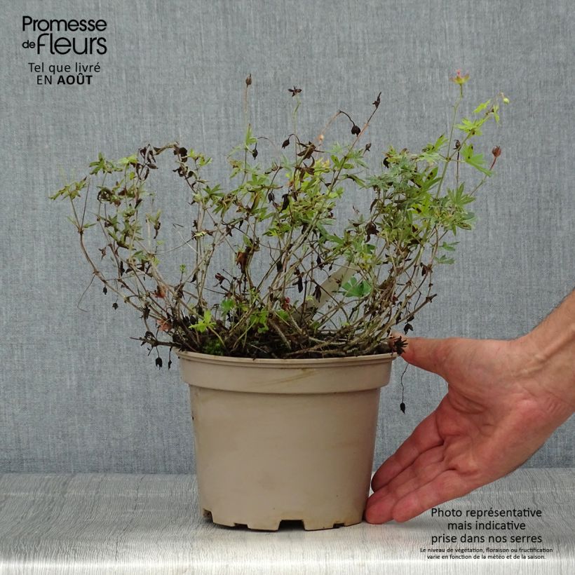 Geranium sanguineum var. striatum 2L/3L pot sample as delivered in summer