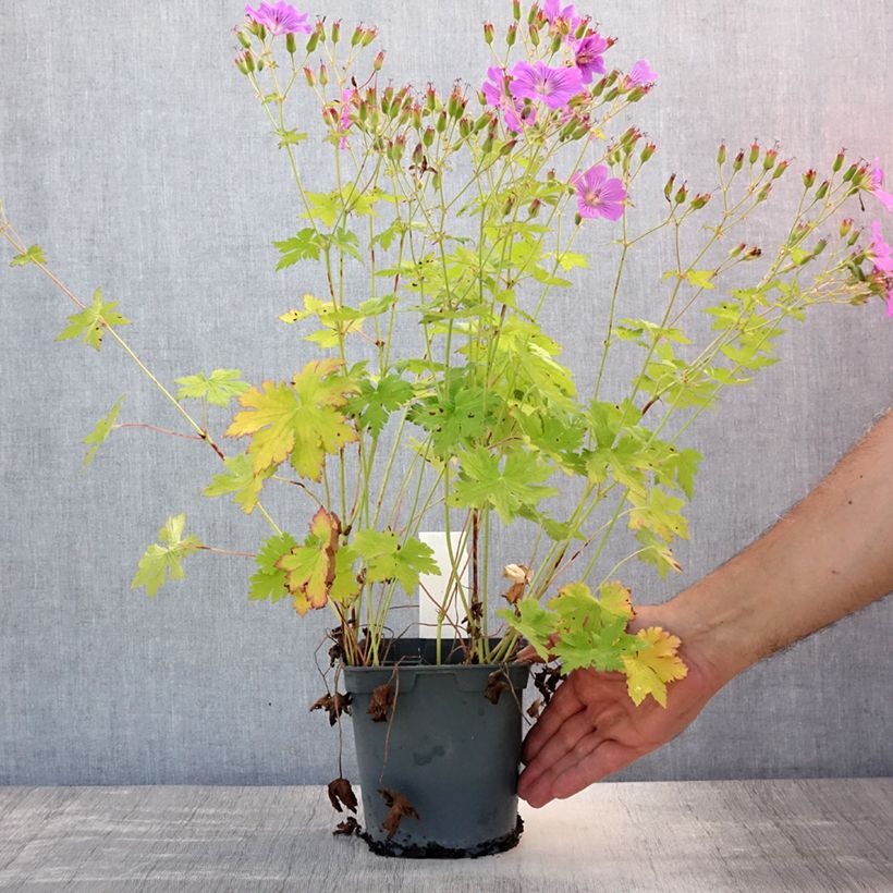 Geranium Sirak 2L/3L pot sample as delivered in summer