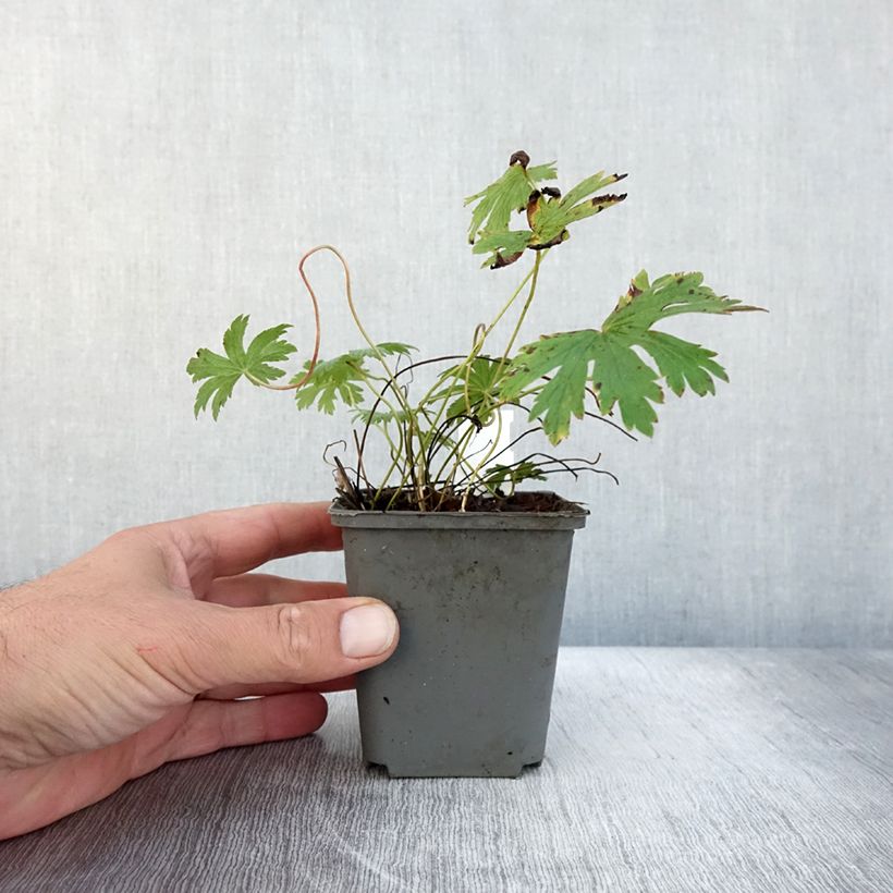 Geranium sylvaticum Birch Lilac 8/9 cm pot sample as delivered in autumn