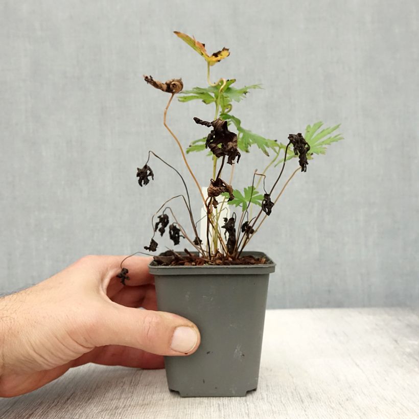 Geranium sylvaticum Bridget Lion 8/9 cm pot sample as delivered in autumn