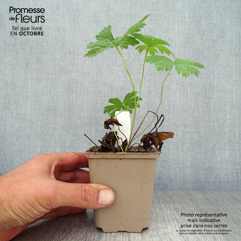 Geranium sylvaticum Ice Blue 8/9 cm pot sample as delivered in autumn