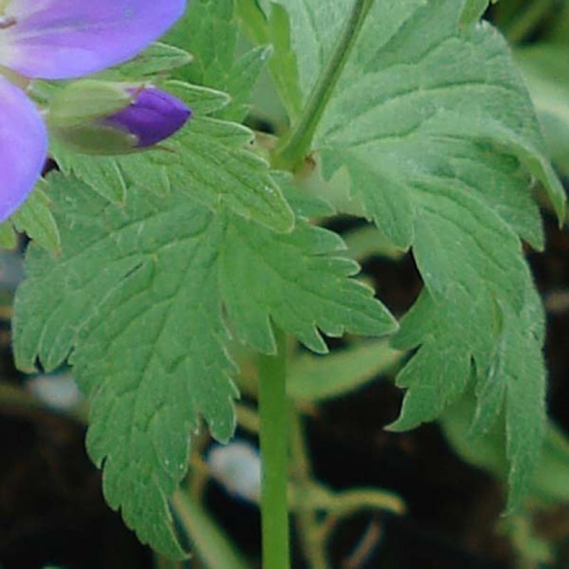 Geranium sylvaticum May Flower (Foliage)