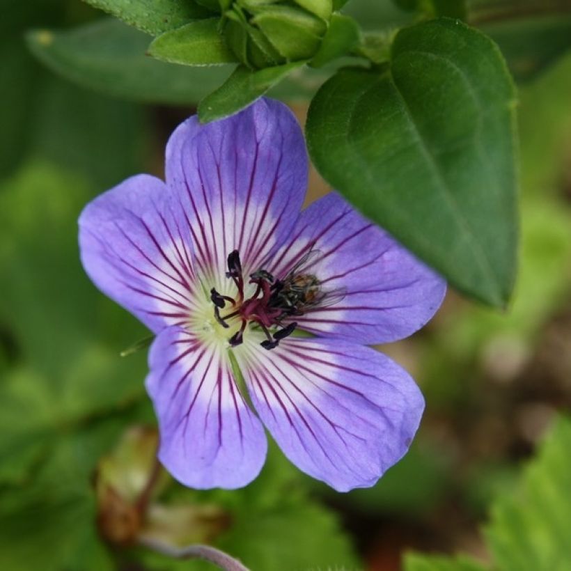 Geranium wallichianum Buxtons Variety (Flowering)