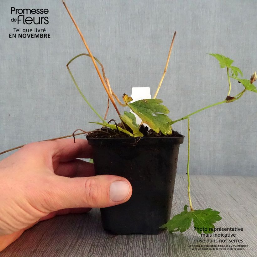 Geranium wallichianum Havana Blues 8/9 cm pot sample as delivered in autumn
