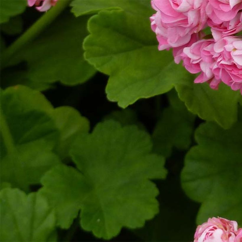 Pelargonium hortorum Apple Blossom Rosebud (Foliage)