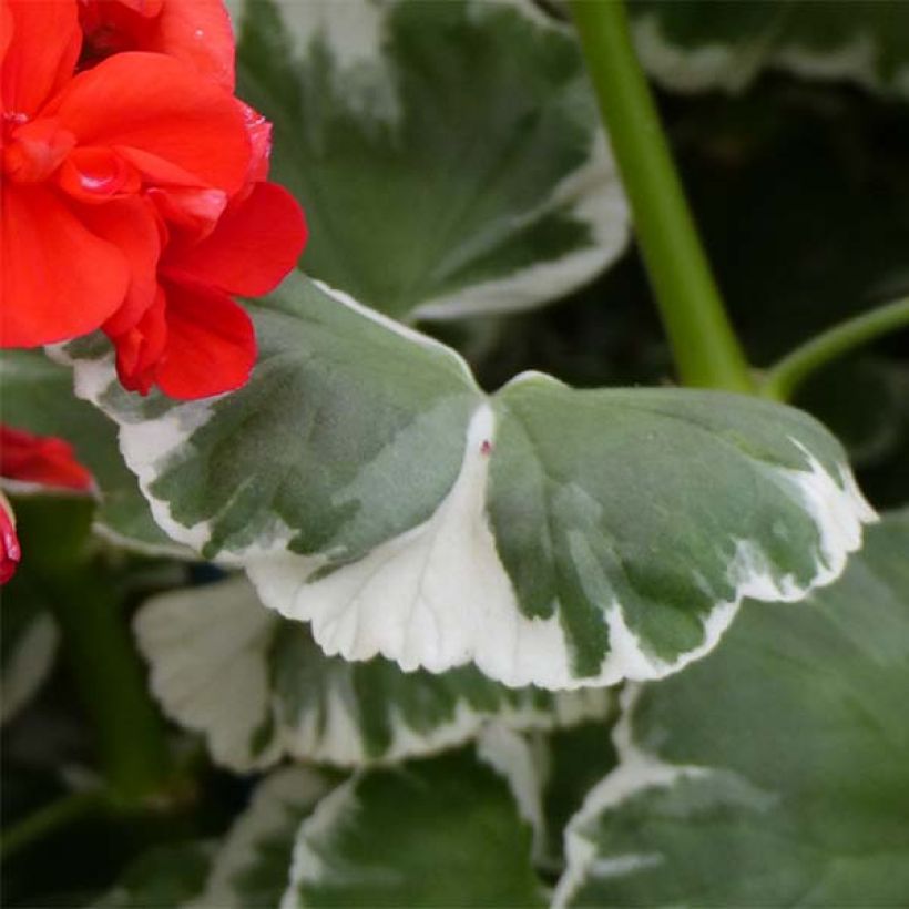 Pelargonium Wilhelm Langguth (Foliage)