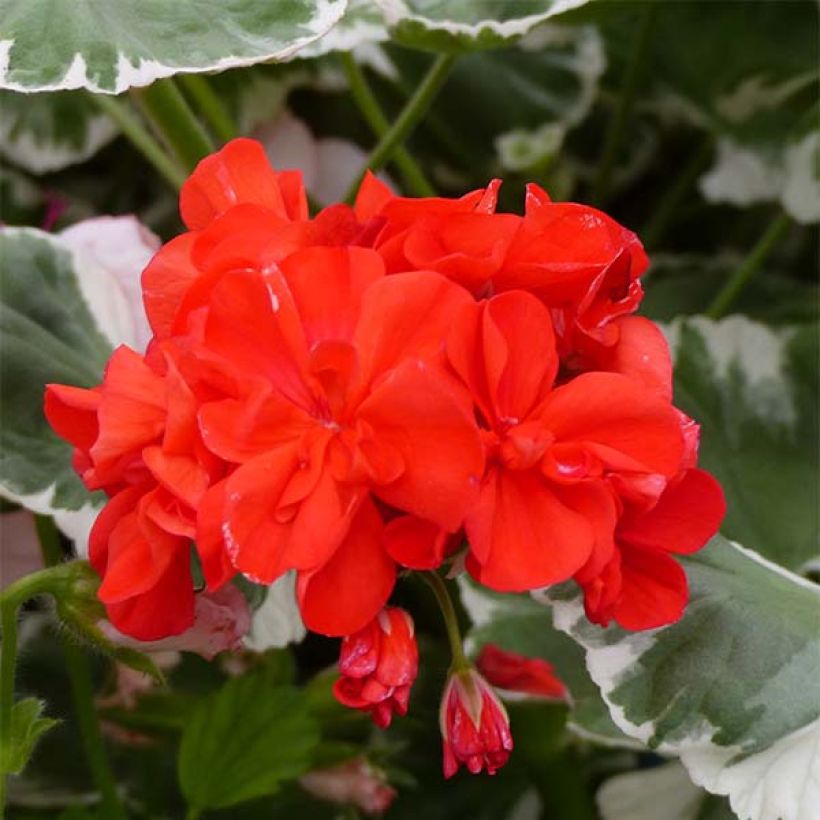 Pelargonium Wilhelm Langguth (Flowering)