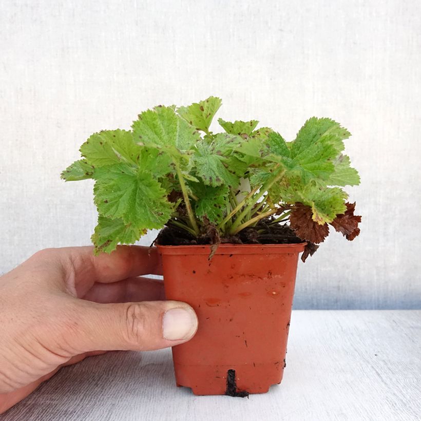 Geum Bell Bank 8/9 cm pot sample as delivered in summer