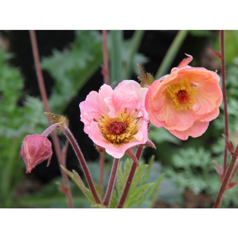 Geum Cosmopolitan (Flowering)