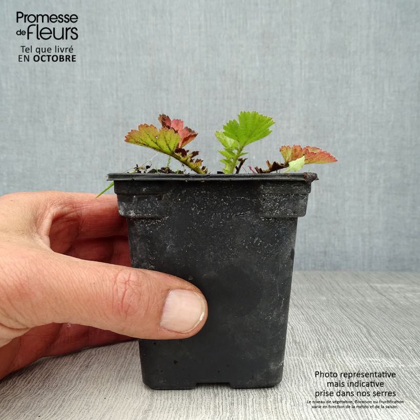 Geum chiloense Lady Stratheden 7/8 cm pot sample as delivered in autumn