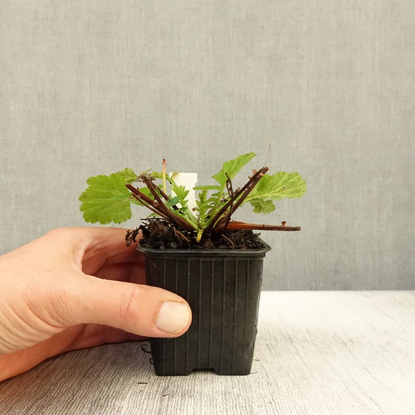 Geum coccineum Red Wings 8/9 cm pot sample as delivered in autumn