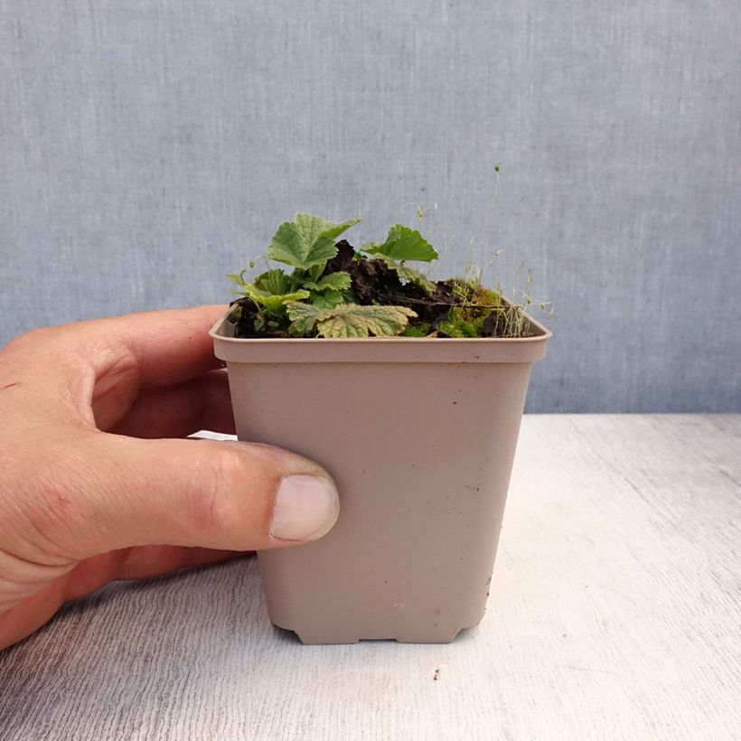 Geum coccineum Werner Arends 8/9 cm pot sample as delivered in summer