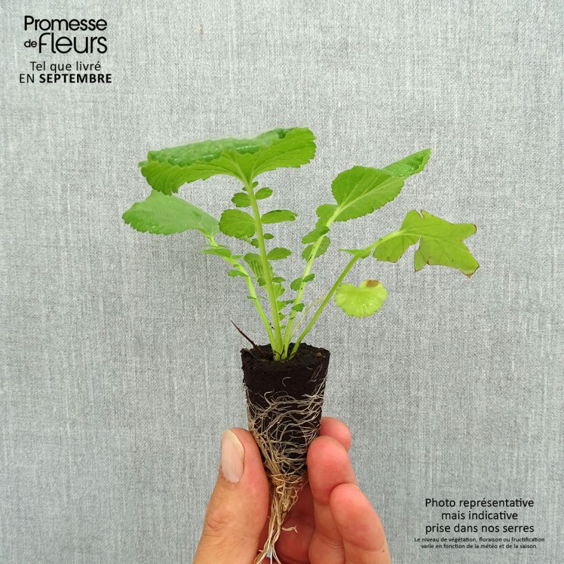 Geum Coral Tempest Plug plant 3/4cm sample as delivered in autumn
