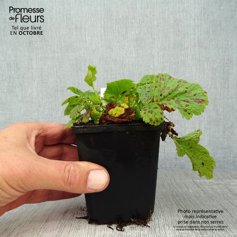Geum Cosmopolitan 8/9 cm pot sample as delivered in autumn