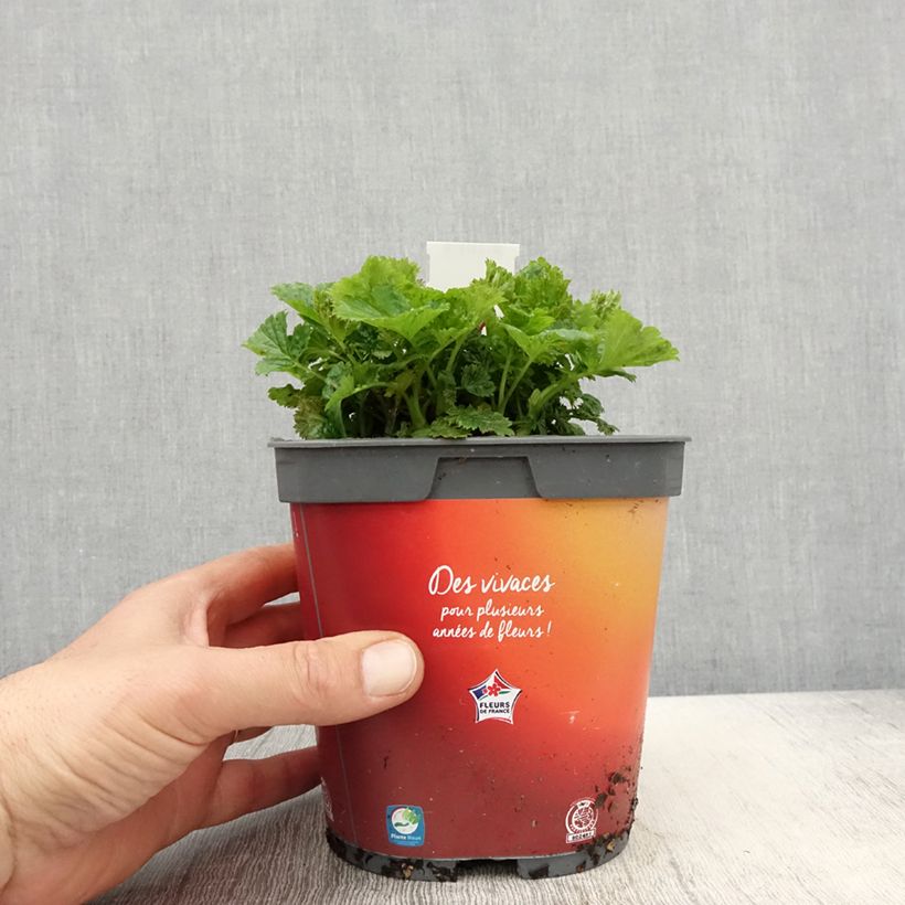 Geum Cosmopolitan 2L/3L pot sample as delivered in spring