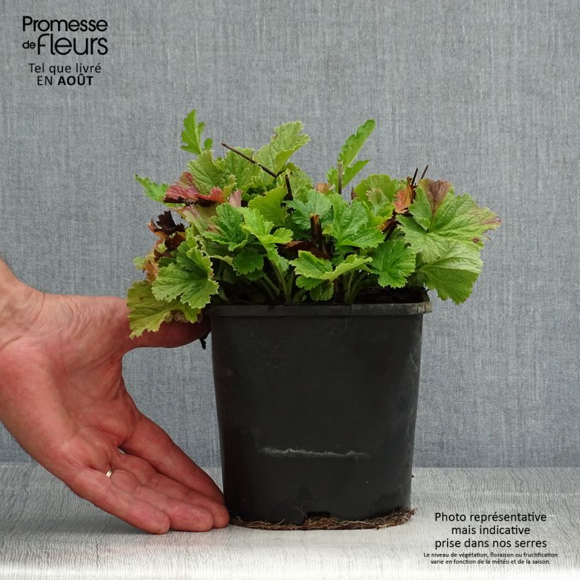 Geum Pretticoats Peach 2L/3L pot sample as delivered in summer
