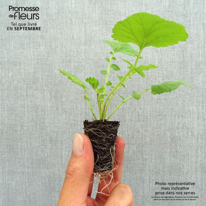 Geum Scarlet Tempest Plug plant 3/4cm sample as delivered in autumn