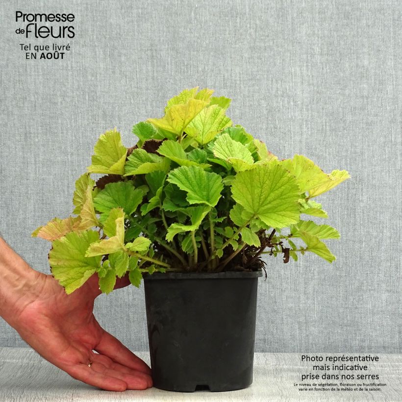 Geum Scarlet Tempest 2L/3L pot sample as delivered in summer