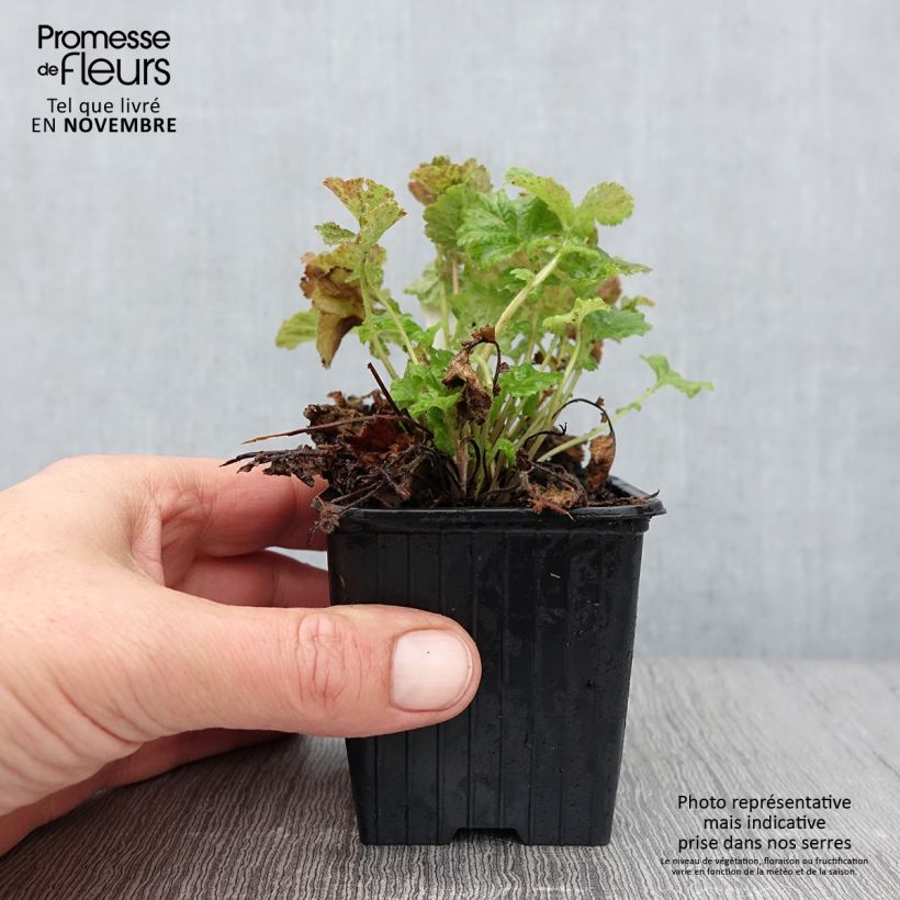 Geum Tempo Rose 8/9 cm pot sample as delivered in autumn