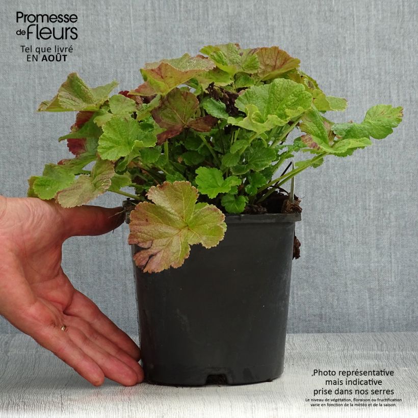 Geum Tempo Rose 2L/3L pot sample as delivered in summer