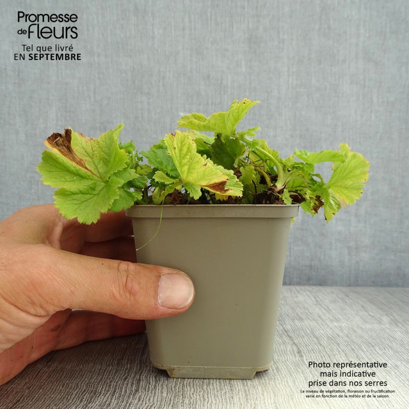 Geum Tempo Yellow 8/9 cm pot sample as delivered in summer