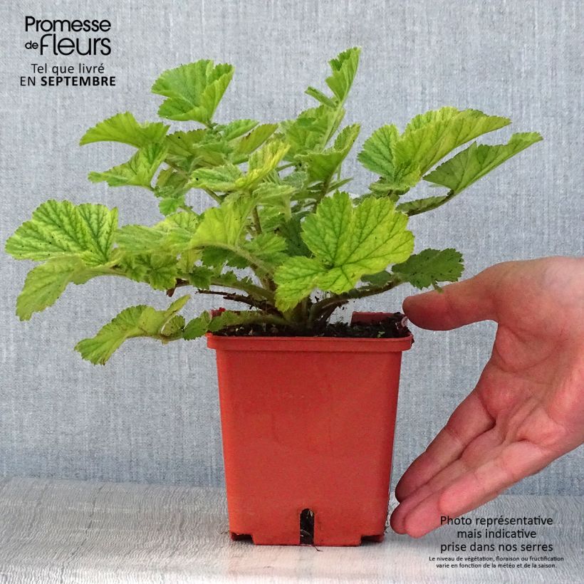 Geum Totally Tangerine 1L/1.5L pot sample as delivered in summer