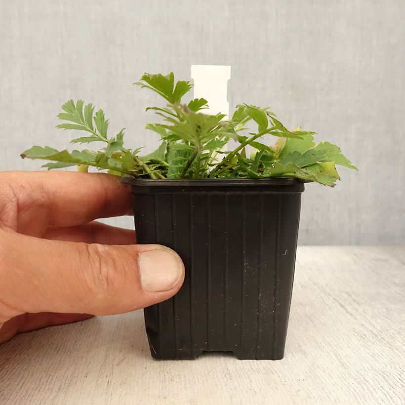 Geum triflorum 8/9 cm pot sample as delivered in summer