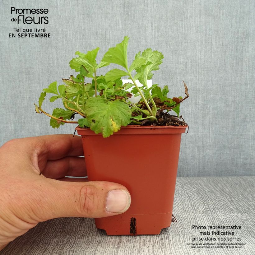 Geum Tutti Frutti 8/9 cm pot sample as delivered in summer