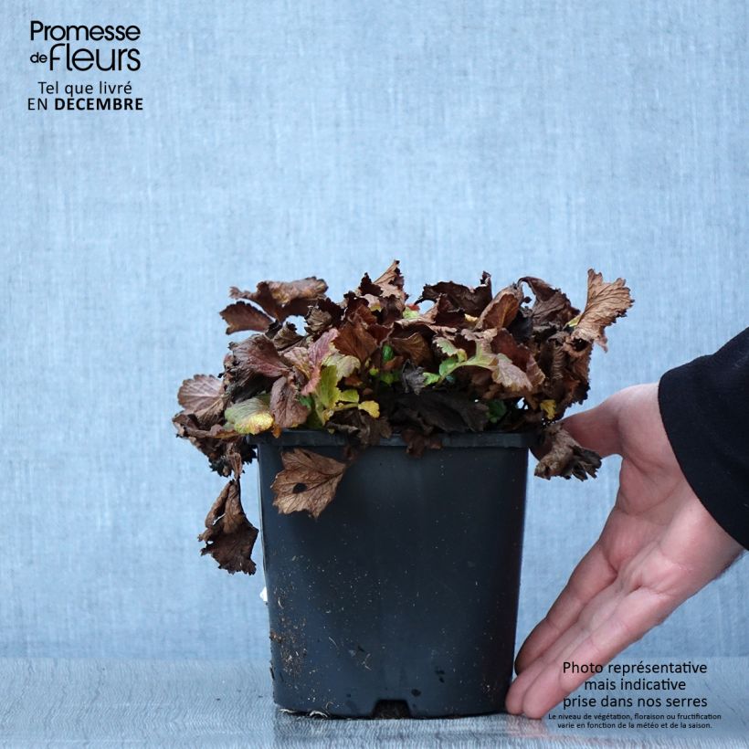 Geum Tutti Frutti 2L/3L pot sample as delivered in autumn