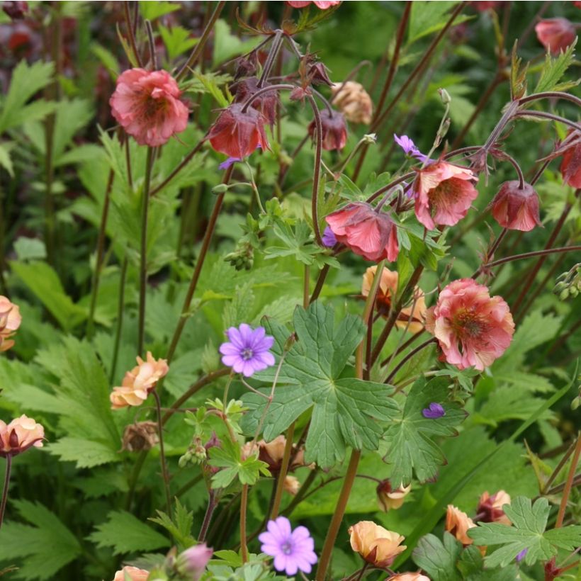 Geum Bell Bank (Plant habit)