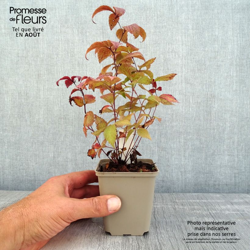 Gillenia trifoliata Pink Profusion 8/9 cm pot sample as delivered in summer