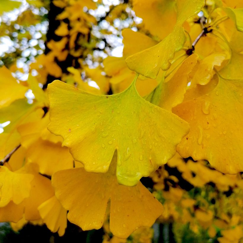 Ginkgo biloba Autumn Gold (Foliage)