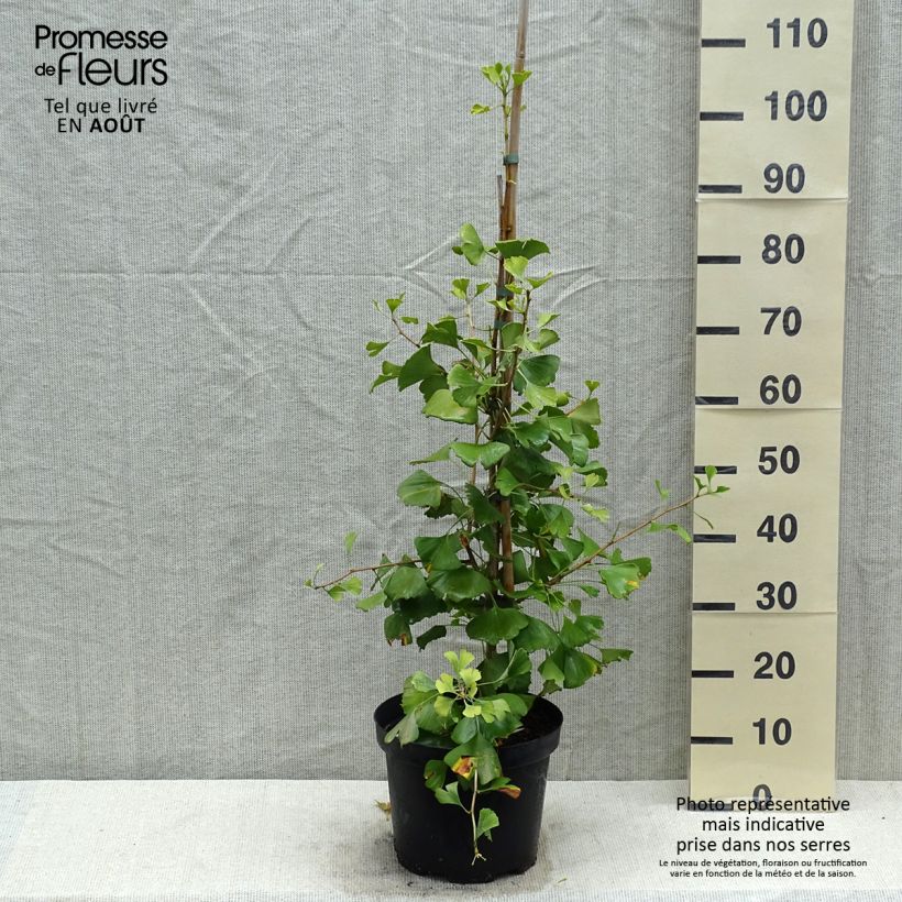 Ginkgo biloba Autumn Gold 7.5L/10L pot sample as delivered in summer