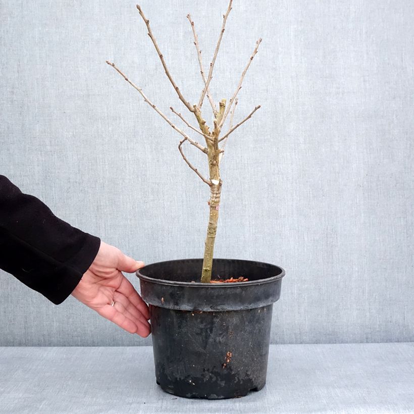 Ginkgo biloba Baldii - Maidenhair tree 4L/5L pot sample as delivered in winter