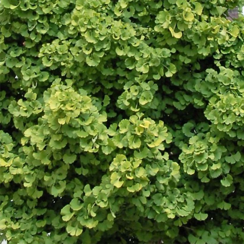 Ginkgo biloba Globus (Foliage)