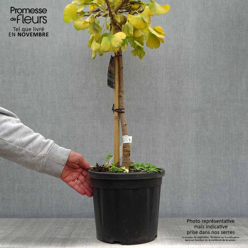 Ginkgo biloba Mariken 7.5L/10L pot sample as delivered in autumn