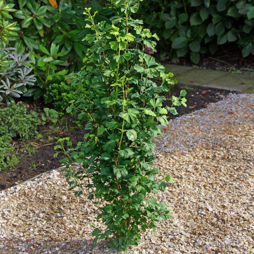 Ginkgo biloba Menhir (Plant habit)