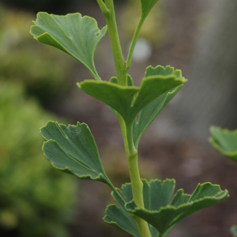 Ginkgo biloba Menhir (Foliage)