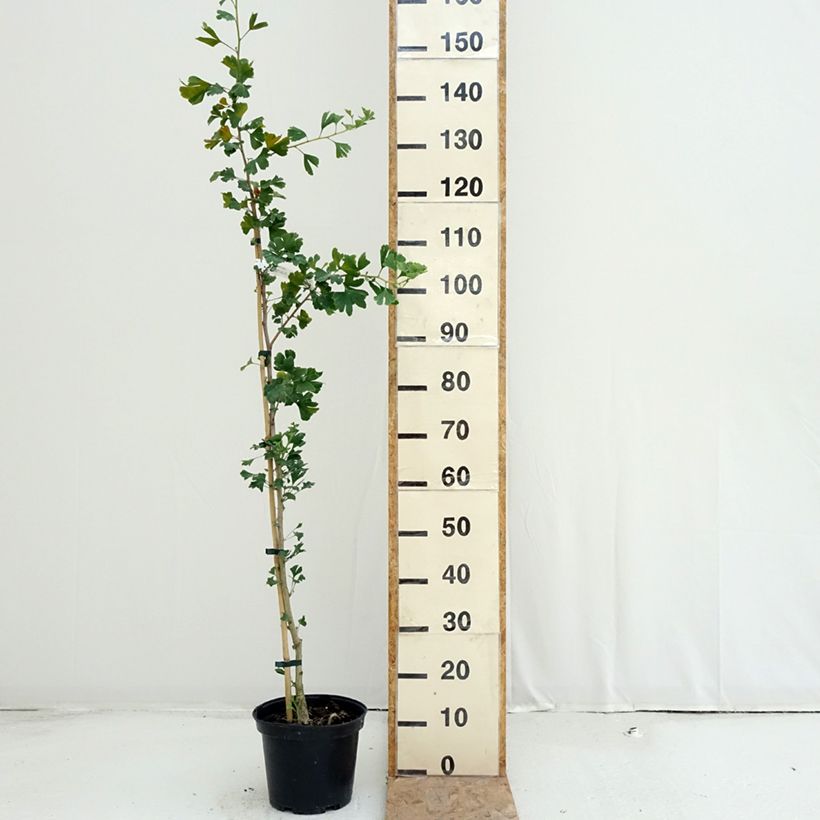 Ginkgo biloba Menhir 4L/5L pot sample as delivered in summer