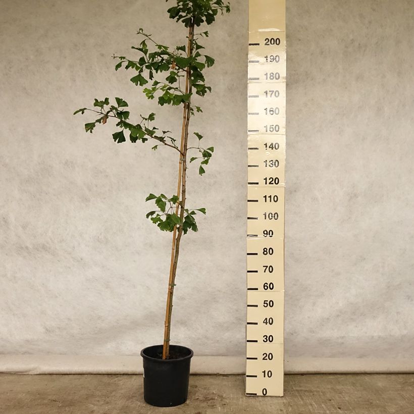 Ginkgo biloba - Maidenhair Tree 7.5L/10L pot sample as delivered in summer
