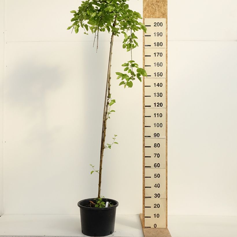 Ginkgo biloba Pendula 7.5L/10L pot sample as delivered in spring
