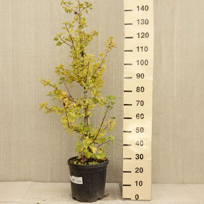 Ginkgo biloba Simon 18L/20L pot sample as delivered in autumn