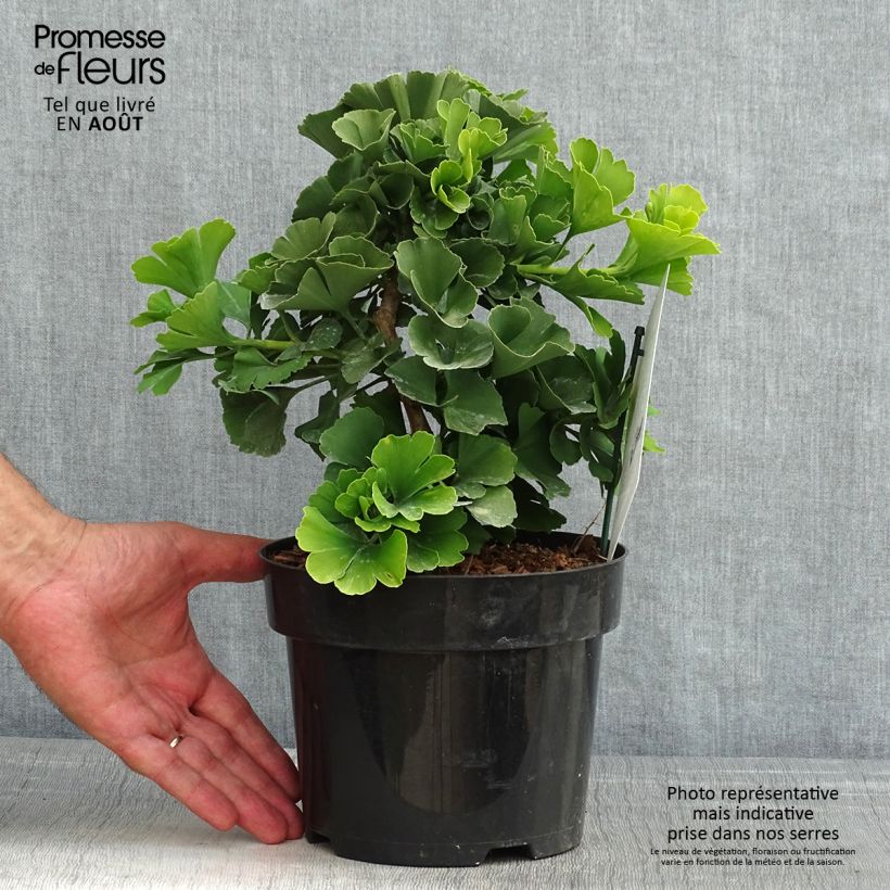 Ginkgo biloba Troll 2L/3L pot sample as delivered in summer