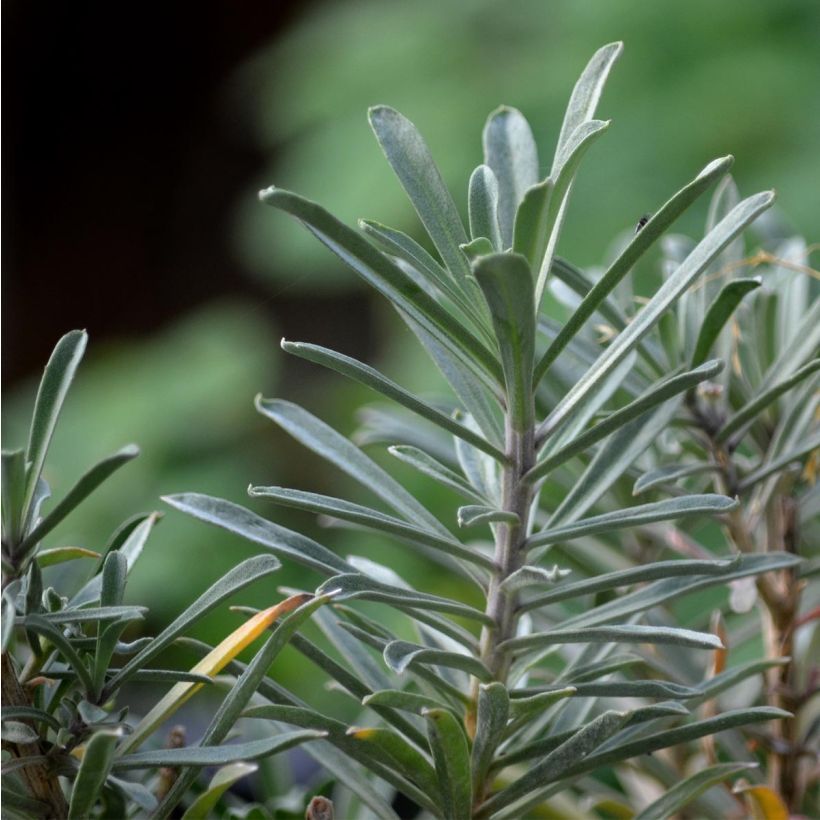 Erysimum linifolium Bowless Mauve - Wallflower (Foliage)