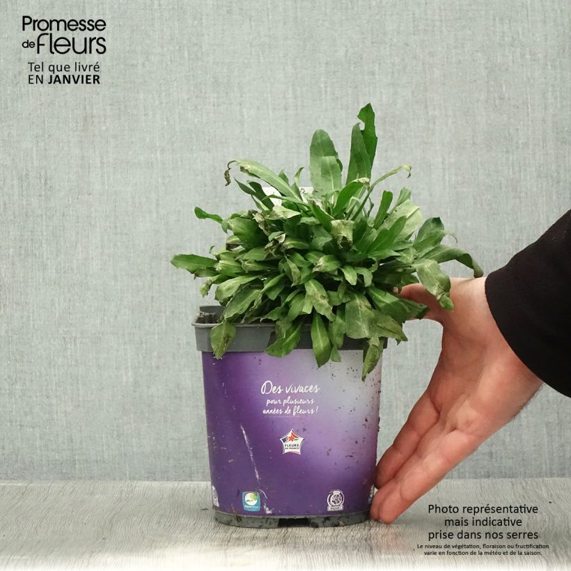 Erysimum cheiri Spice Island - Perennial Wallflower 2L/3L pot sample as delivered in winter