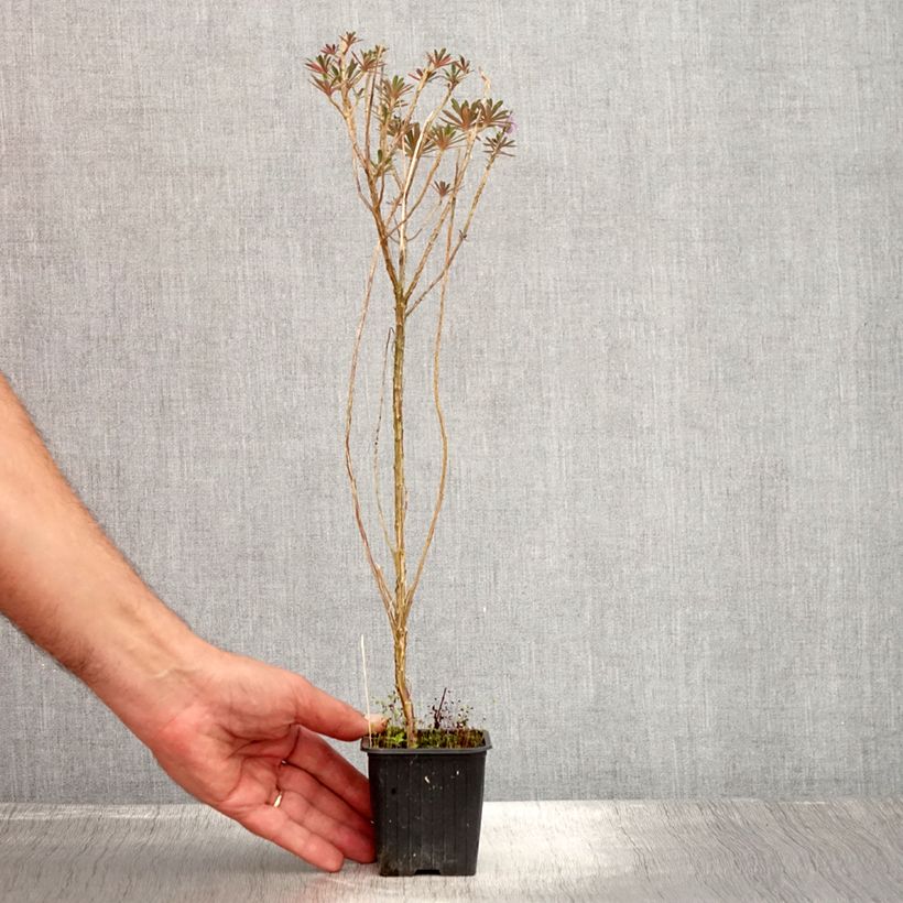Erysimum Poem Lavender - Wallflower 8/9 cm pot sample as delivered in summer